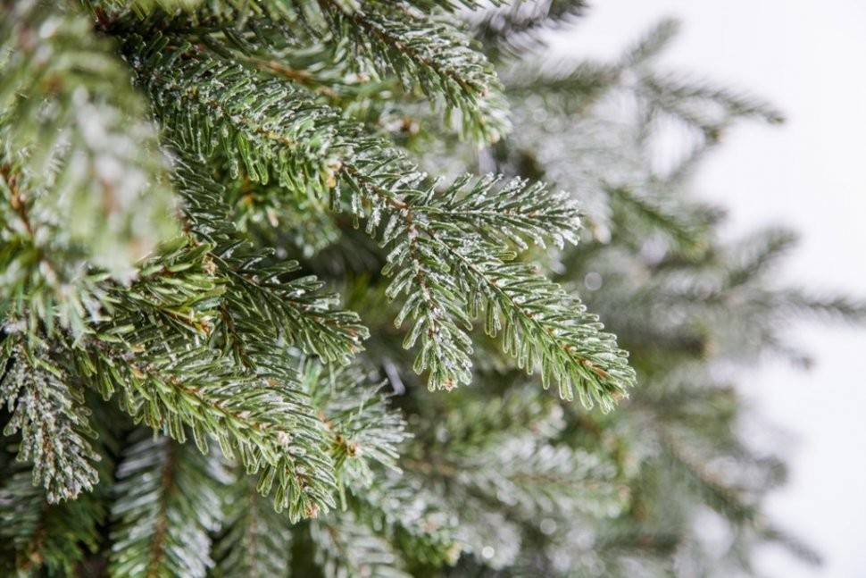 Ель хрустальная 215 см заснеженная (74373)