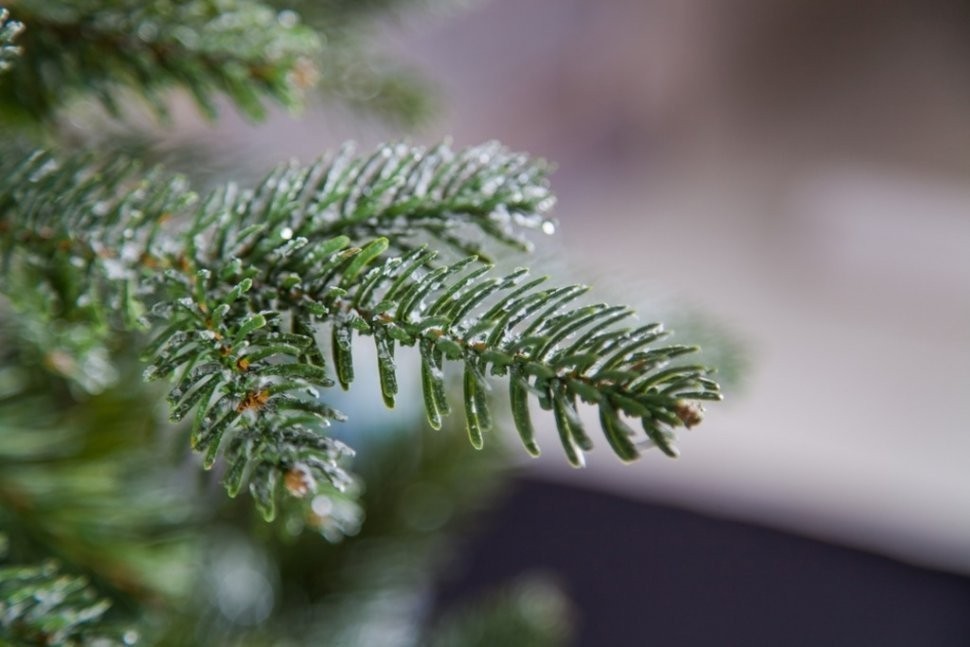 Ель хрустальная 215 см заснеженная (74373)