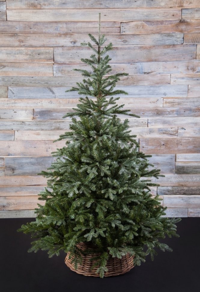 Ель хрустальная 215 см заснеженная (74373)