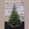 Ель хрустальная 215 см заснеженная (74373)