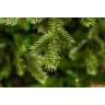 Триумф ель шервуд премиум 90 см в мешочке зеленая (72066)