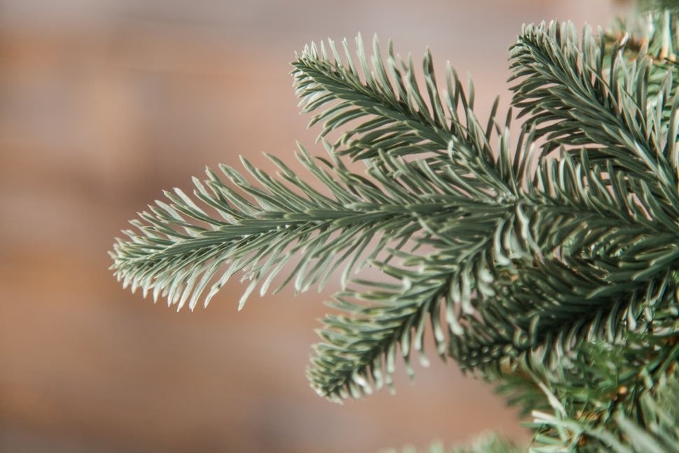 Триумф ель нормандия пушистая 230 см голубая (72056)