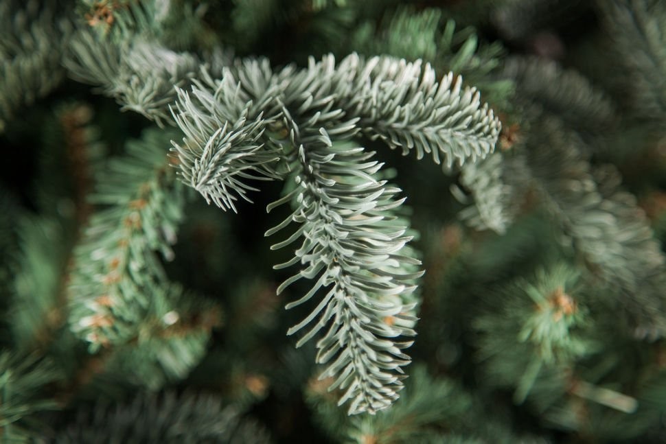 Триумф ель нормандия пушистая 230 см голубая (72056)