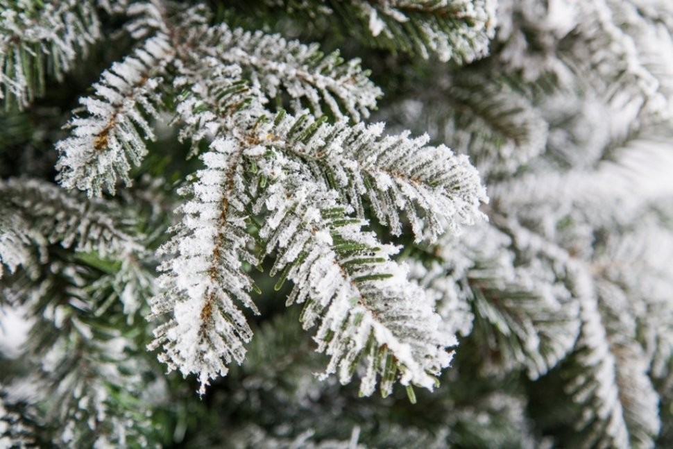 Ель сибирская 230 см заснеженная (74369)