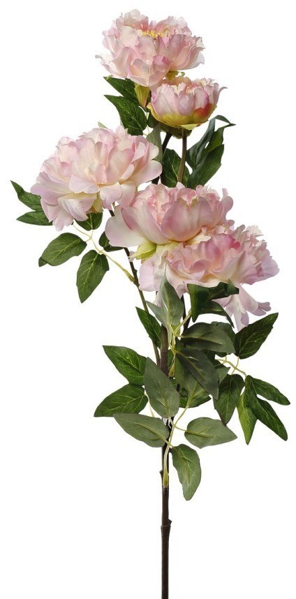 Пион кустовой нежно-розовый 94см(12) (D-TT-00004040)