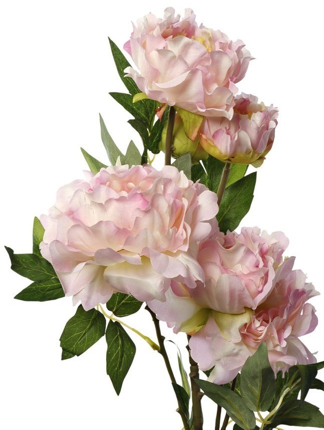 Пион кустовой нежно-розовый 94см(12) (D-TT-00004040)