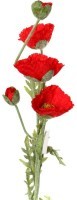 Цветок искусственный длина=110 см &quot;мак&quot; Huajing Plastic (23-285)