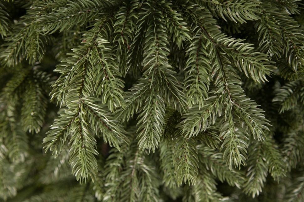 Триумф ель царская 215 см зеленая 100% литая (72091)