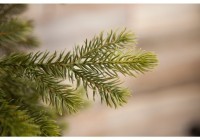 Триумф ель уэльская 215 см зеленая (73556)