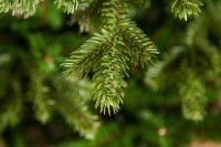 Триумф ель шервуд премиум 60 см в мешочке зеленая (72065)