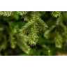 Триумф ель шервуд премиум 60 см в мешочке зеленая (72065)