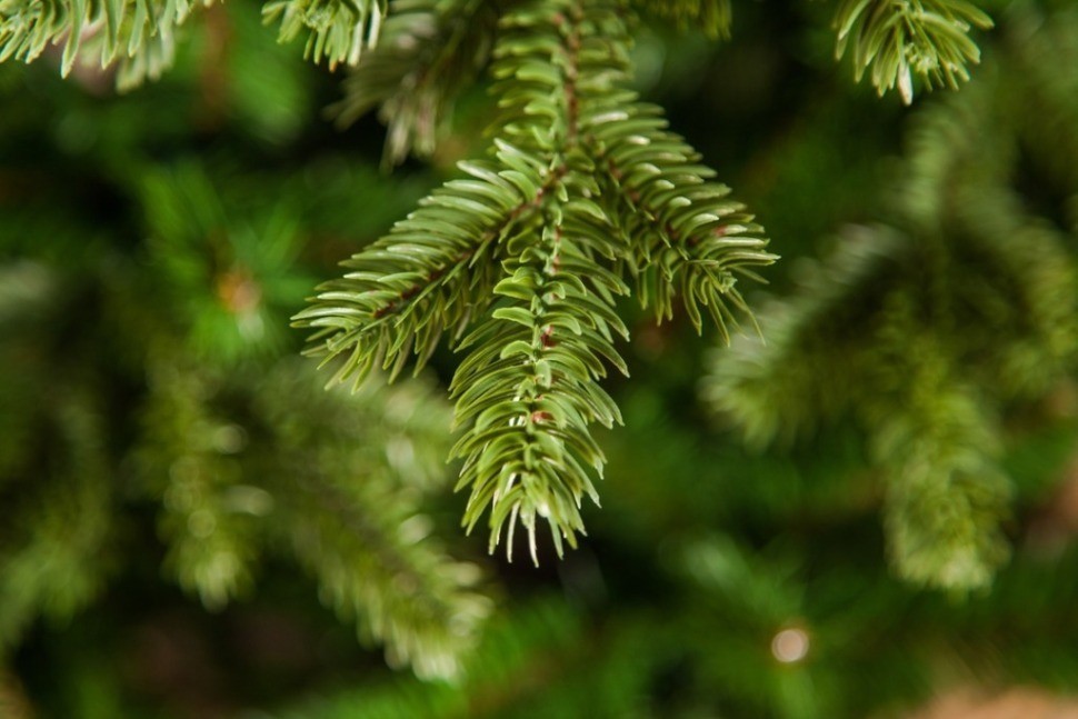 Триумф ель шервуд премиум 60 см в мешочке зеленая (72065)