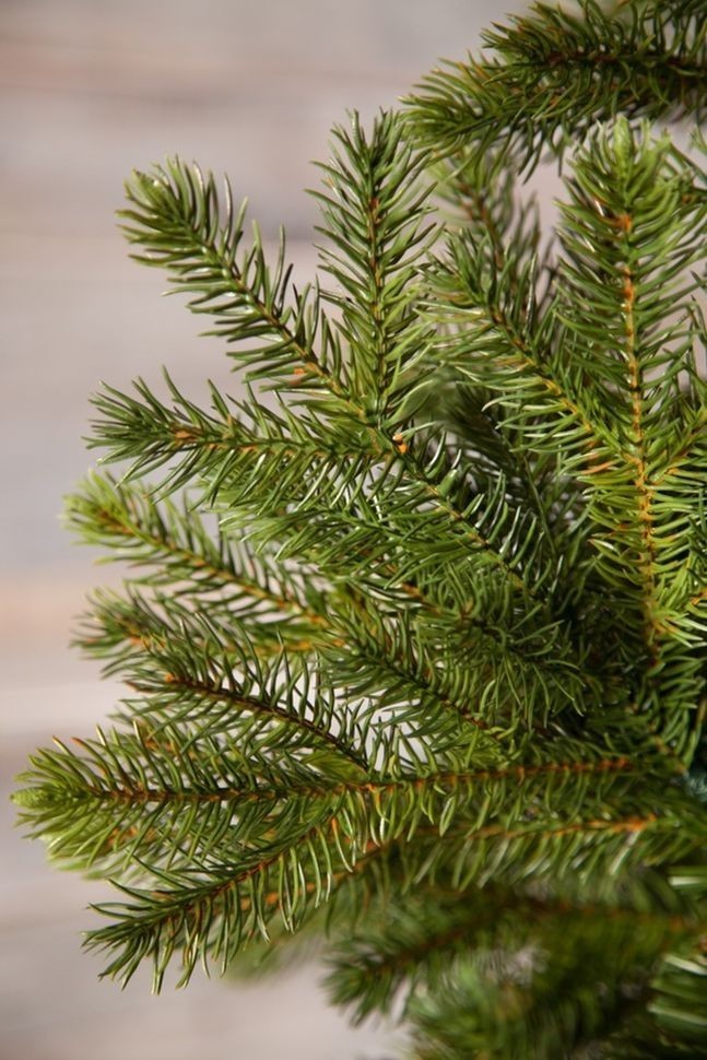 Триумф можжевельник 215 см зеленый (72046)