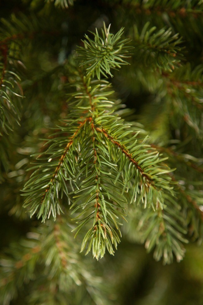 Триумф можжевельник 215 см зеленый (72046)