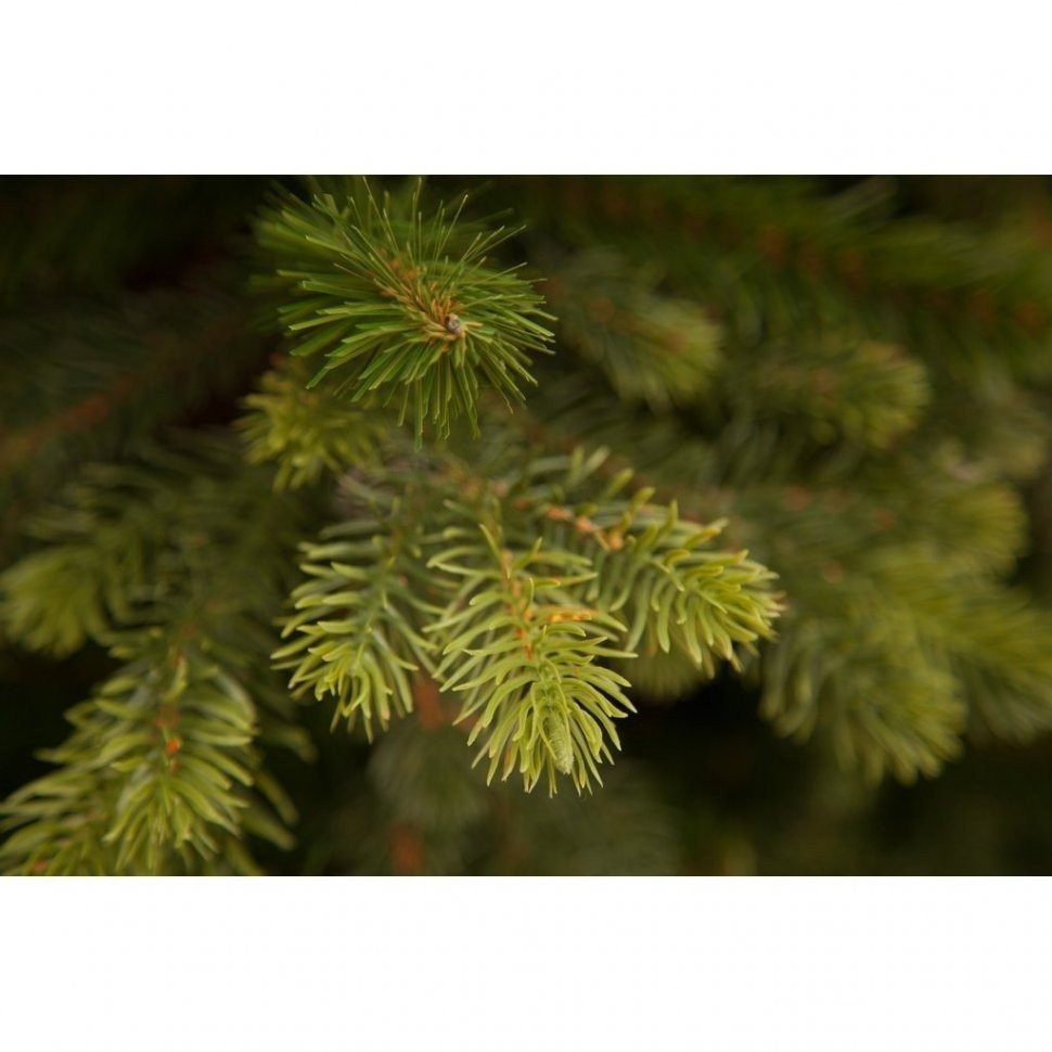 Триумф ель уэльская 155 см зеленая (73554)