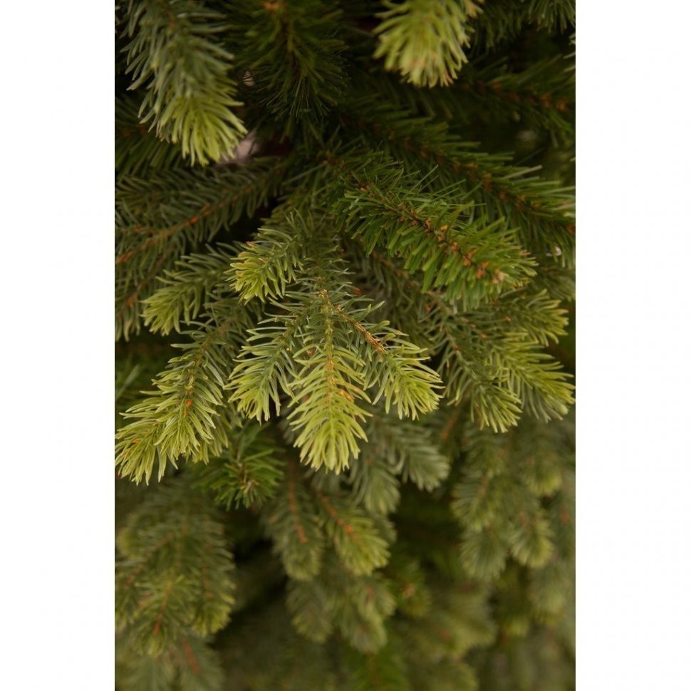 Триумф ель уэльская 155 см зеленая (73554)