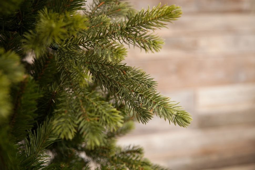 Триумф ель уэльская 155 см зеленая (73554)