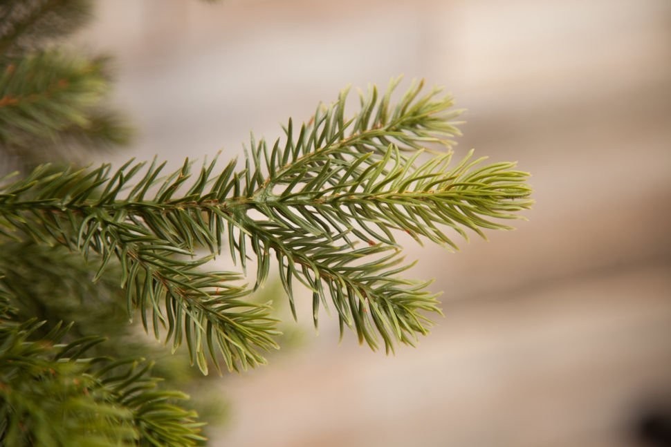 Триумф ель уэльская 155 см зеленая (73554)