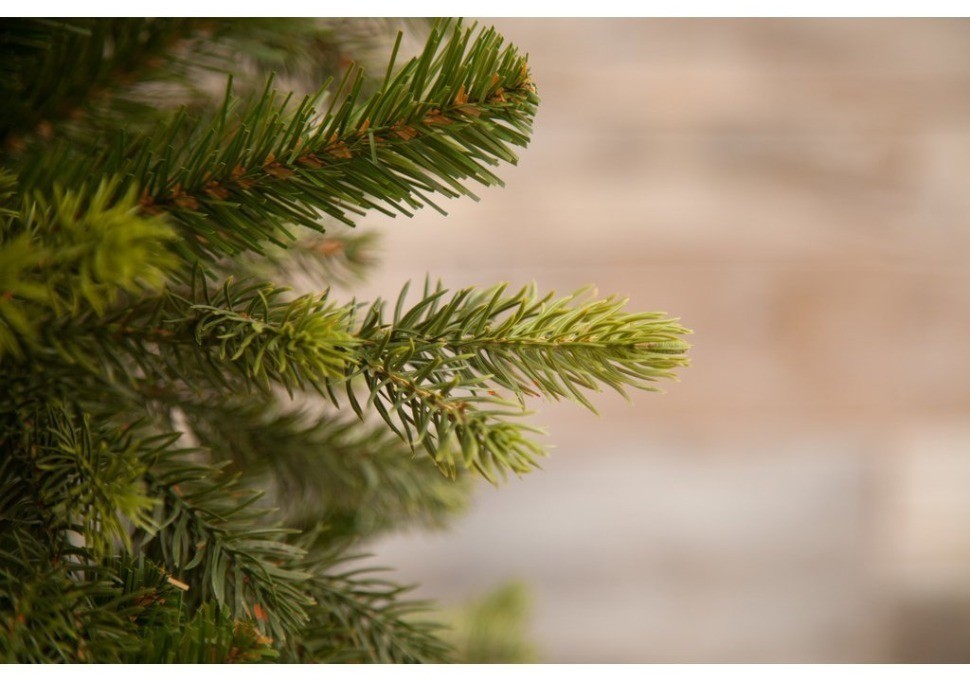 Триумф ель уэльская 185 см зеленая (73555)