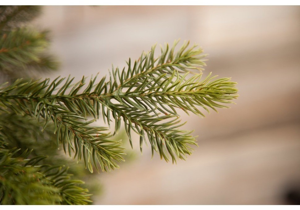 Триумф ель уэльская 185 см зеленая (73555)