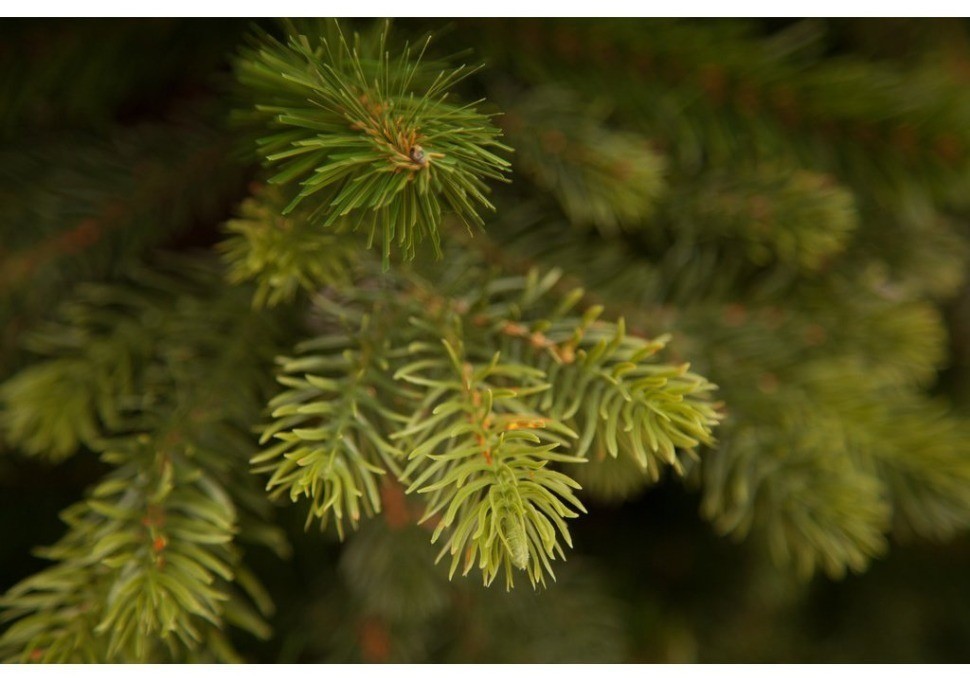 Триумф ель уэльская 185 см зеленая (73555)