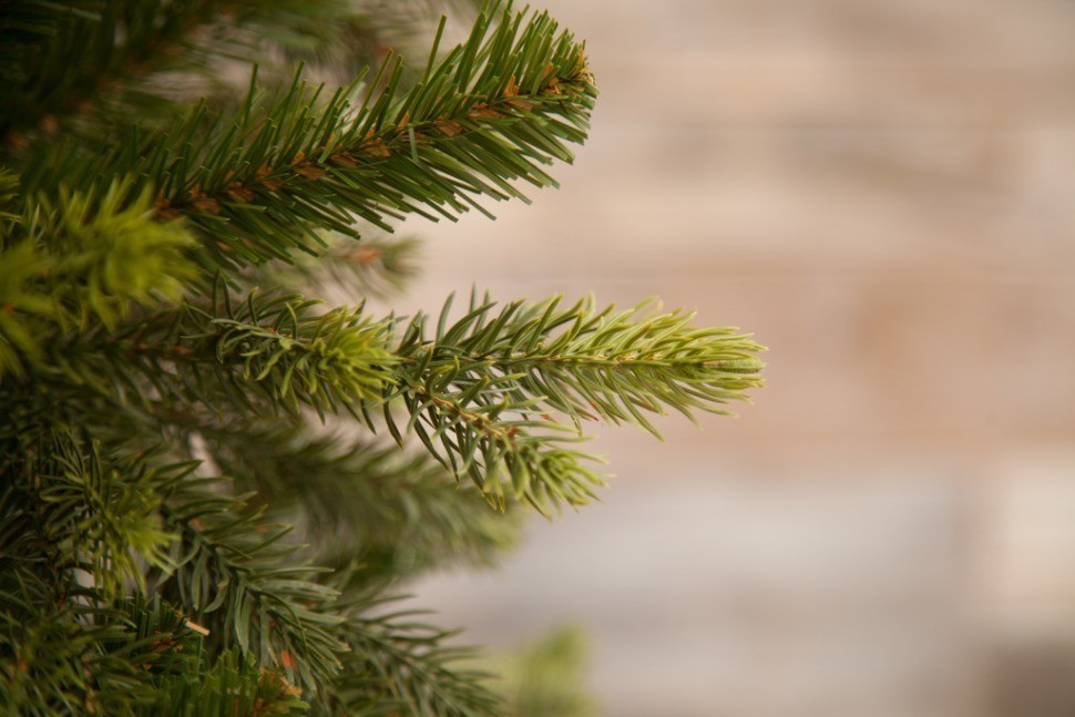 Триумф ель уэльская 185 см зеленая (73555)