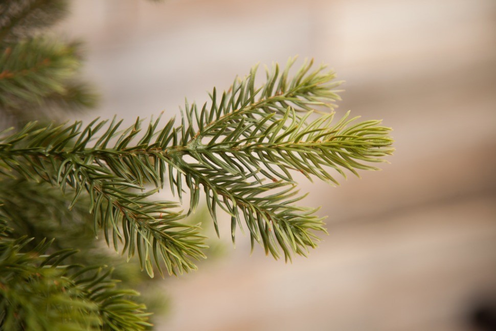 Триумф ель уэльская 185 см зеленая (73555)