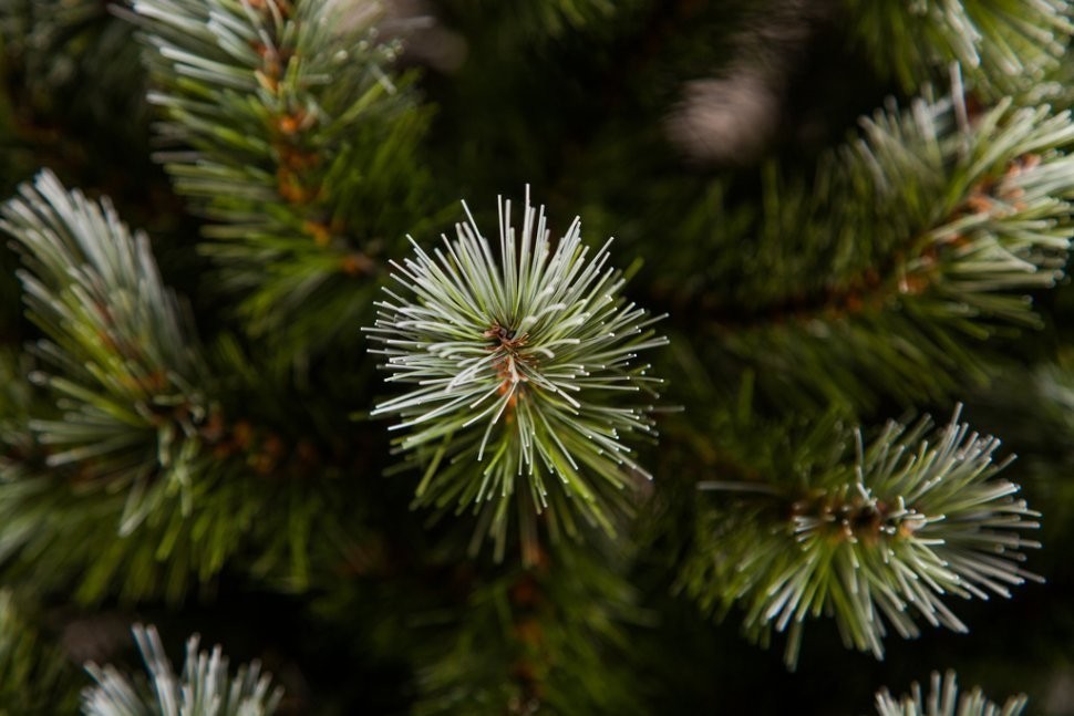 Триумф ель женева 90 см в мешочке заснеженная (73065)