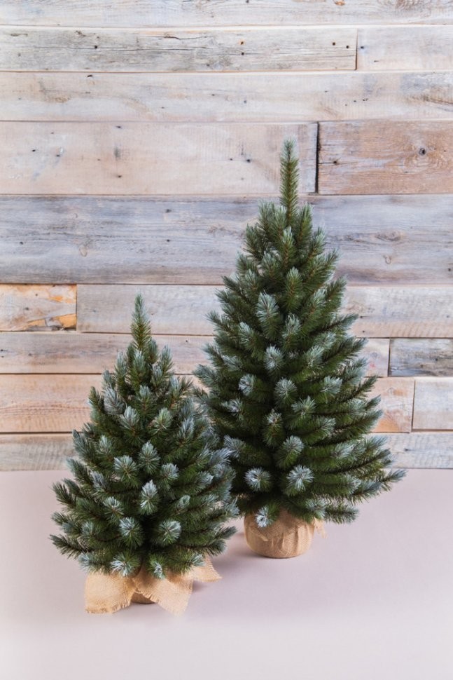 Триумф ель женева 90 см в мешочке заснеженная (73065)