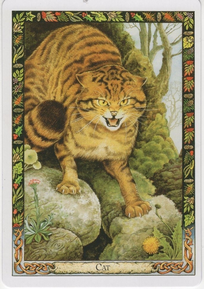 Карты Таро "Druid Animal Oracle Deck Reissue" Welbeck Publishing / Переиздание Колоды Друидов Животных Оракулов (47135)
