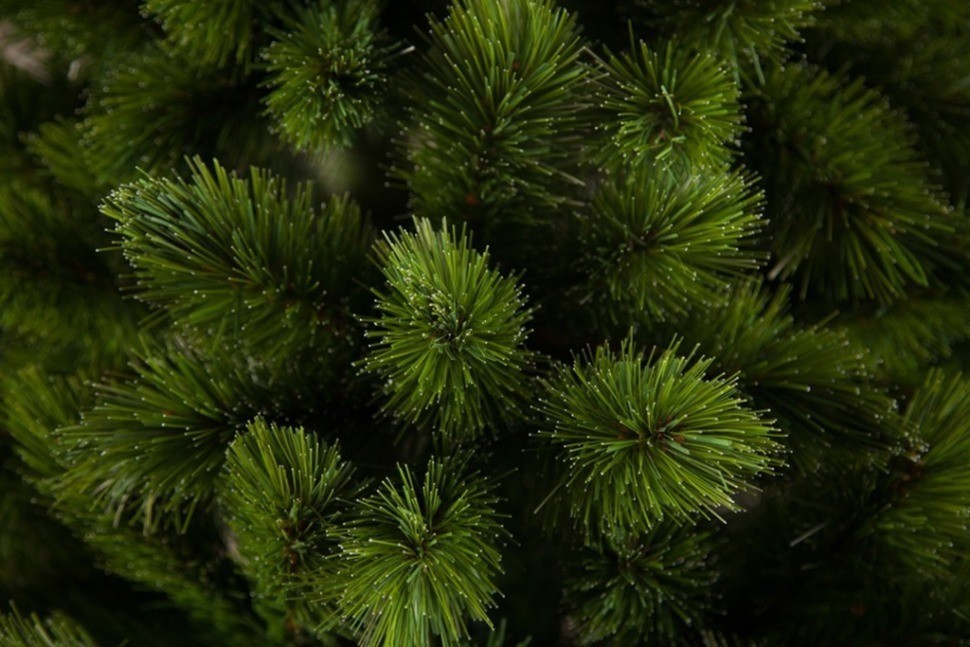 Триумф ель триумф де люкс 230 см зеленая (73507)