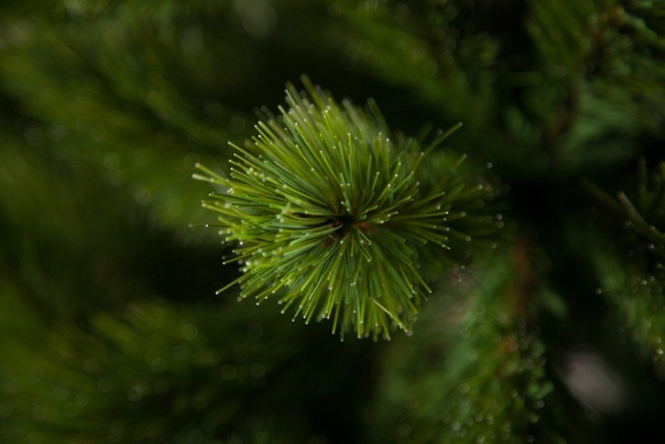 Триумф ель триумф де люкс 230 см зеленая (73507)