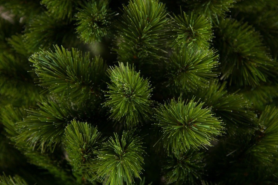 Триумф ель триумф де люкс 230 см зеленая (73507)