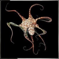 Картина Осьминог с кристаллами Swarovski (2370)