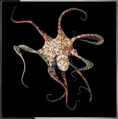 Картина Осьминог с кристаллами Swarovski (2370)