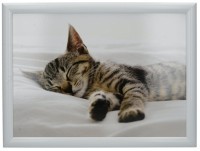 Creative Tops Поднос с подушкой Sleeping Kitten 5233655