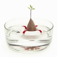 Проращиватель для авокадо seed guard (57231)