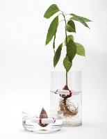 Проращиватель для авокадо seed guard (57231)