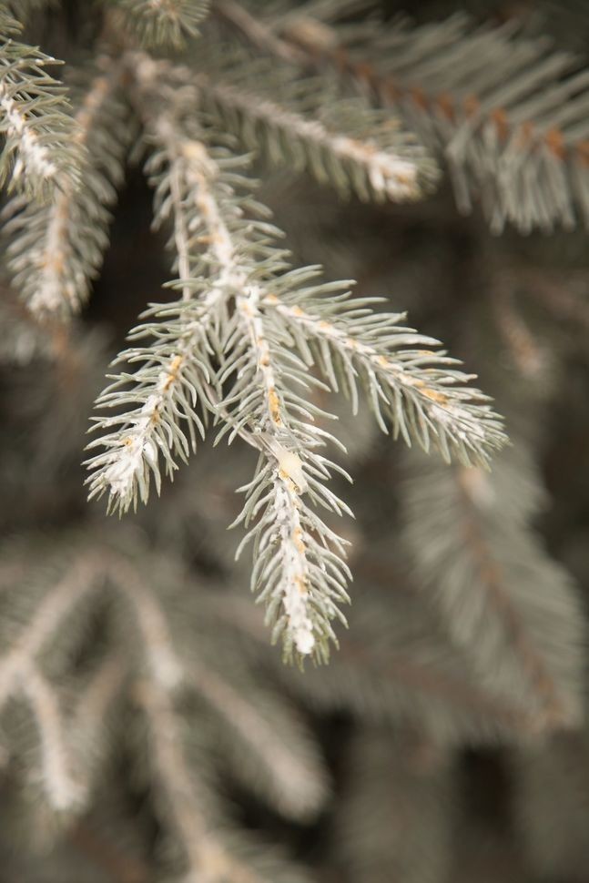 Ель леара 215 см 1000 ламп серебристая (74434)