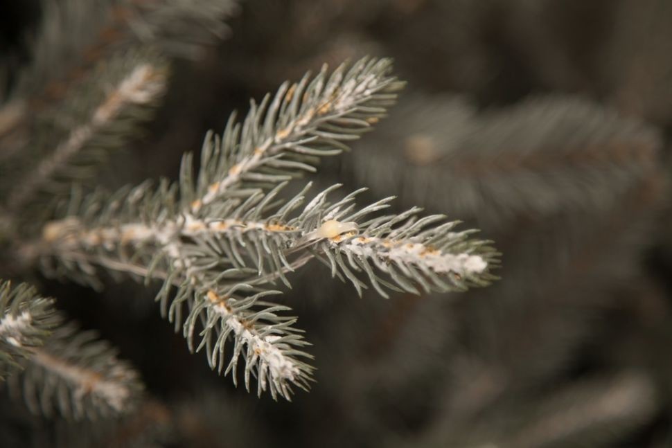 Ель леара 215 см 1000 ламп серебристая (74434)