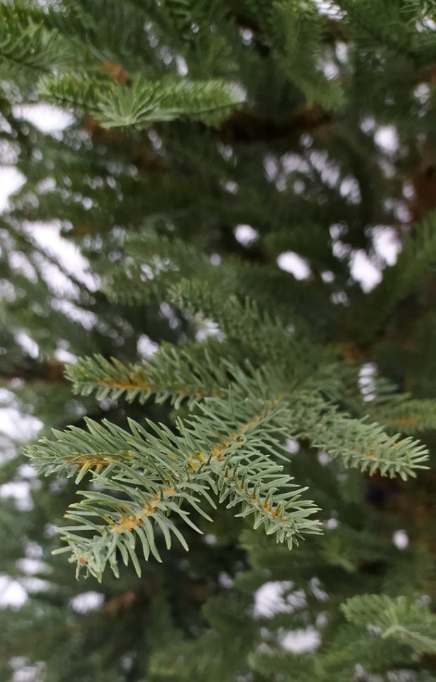 Ель французская 100% литая 155 см зеленая (74440)