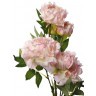 Пион кустовой нежно-розовый 94см(12) (TT-00004040)