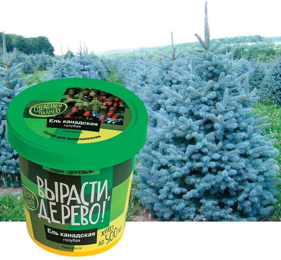 Набор для выращивания растений Вырасти Дерево! Ель канадская голубая zk-048 (3) (66729)