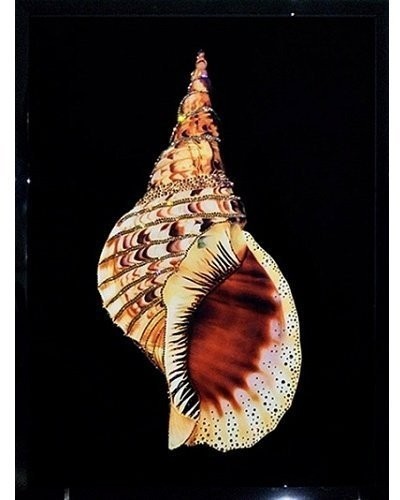 Картина Морская раковина с кристаллами Swarovski (2338)