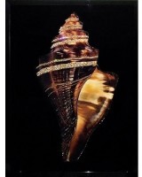 Картина Морская раковина 2 с кристаллами Swarovski (2337)