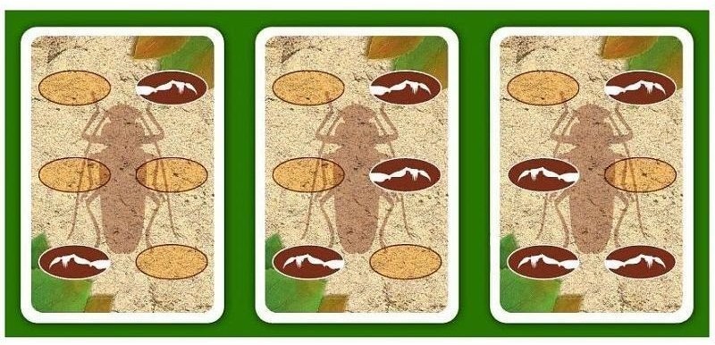 Гонки жуков (29993)