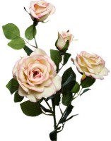 Роза чайная, 80см (12) (00002903)