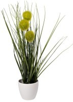 Алиум зеленый  в горшке H38см(12) (TT-00010692)