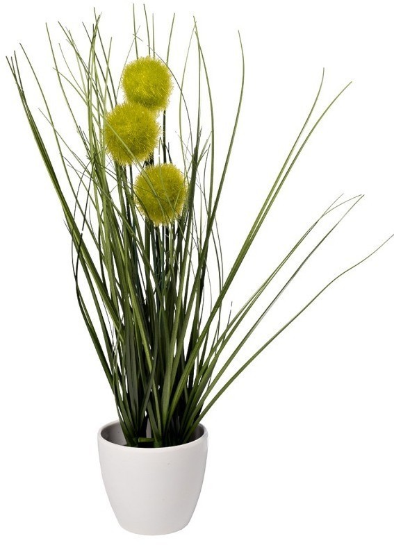 Алиум зеленый  в горшке H38см(12) (TT-00010692)