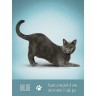 Карты Таро "Yoga Cats Deck  Book Set" US Games / Таро Йоги Кошек (30824)
